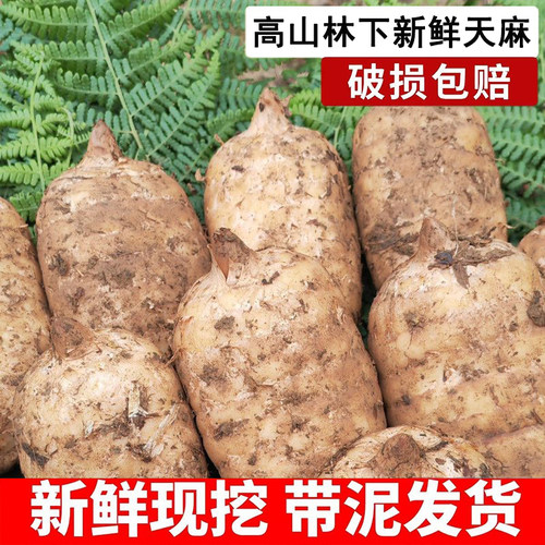 新鲜当季天麻 天麻仿野生林下种植 原产地现挖现发高山鲜天麻