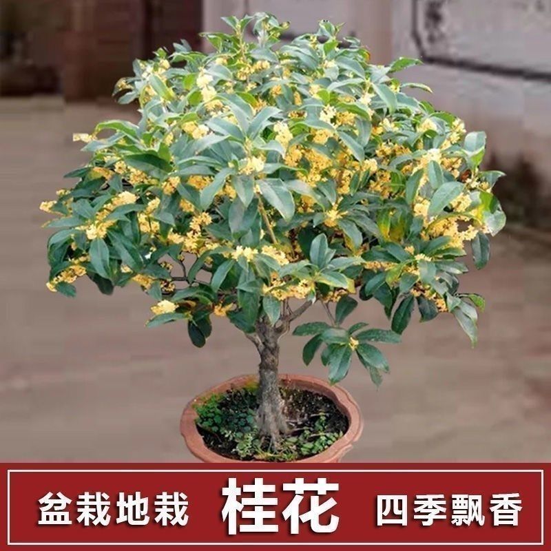 室内外阳台庭院花卉地载好养树苗