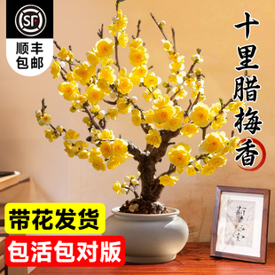 腊梅盆栽老桩室内庭院原生嫁接腊梅花树苗丛生梅花耐寒植物浓香型