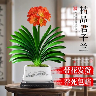 国宝级名贵君子兰盆栽室内绿植客厅花卉带花圆头和尚植物四季好养