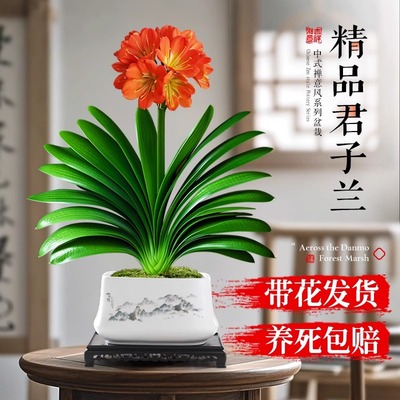 国宝级名贵君子兰盆栽室内绿植客厅花卉带花圆头和尚植物四季好养