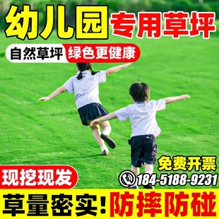 幼儿园草坪草皮带土庭院绿化低矮免修剪四季青果岭草地毯草马尼拉