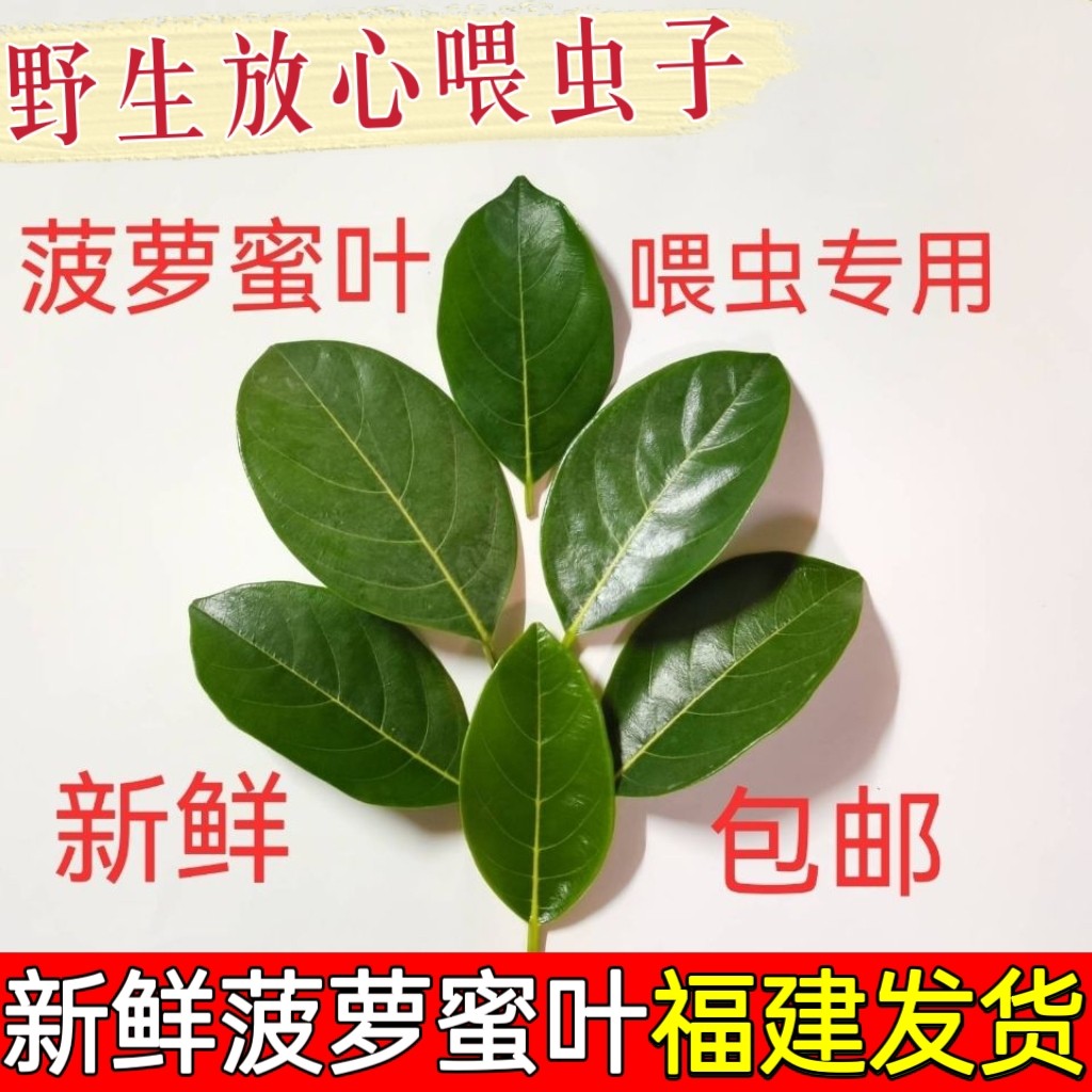 现摘新鲜菠萝蜜叶子菠萝包糍粑艾菠萝蜜