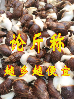食用白玉蜗牛餐饮酒店特色菜活体蜗牛养殖种牛教技术宠物教学蜗牛