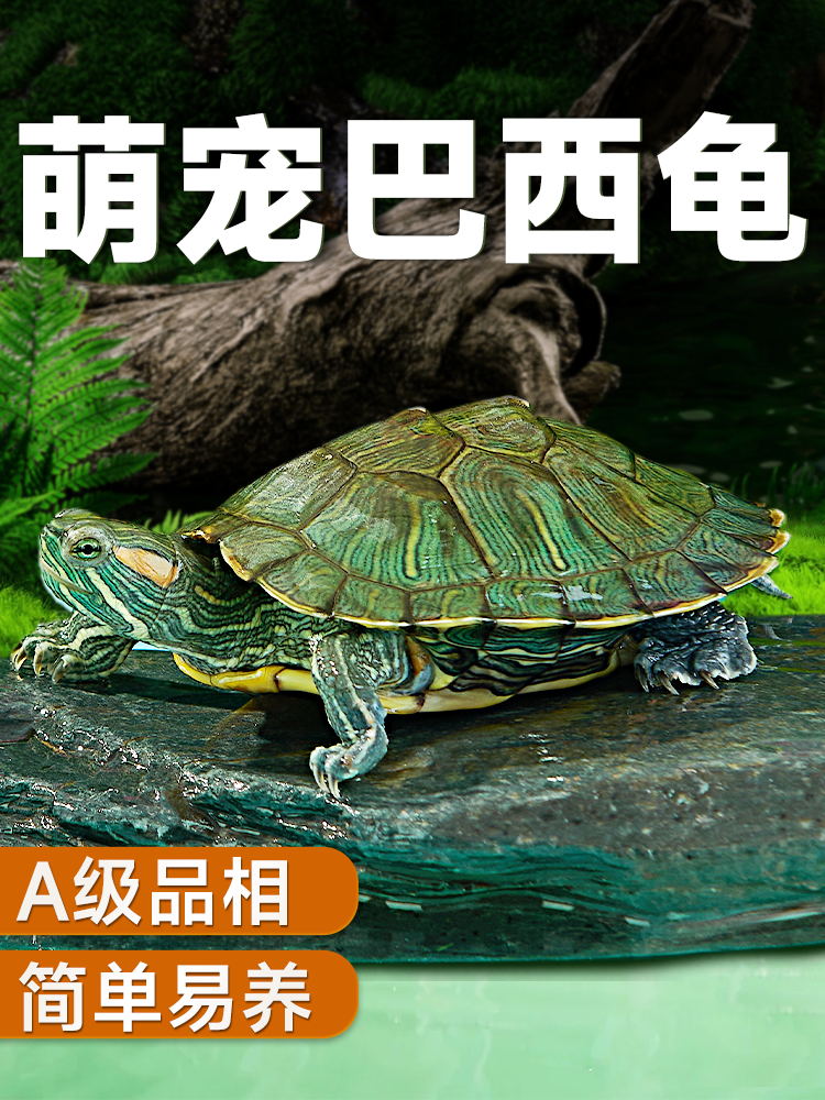 乌龟活物巴西龟红耳小乌龟活体观赏宠物半水龟活物情侣龟大巴西龟