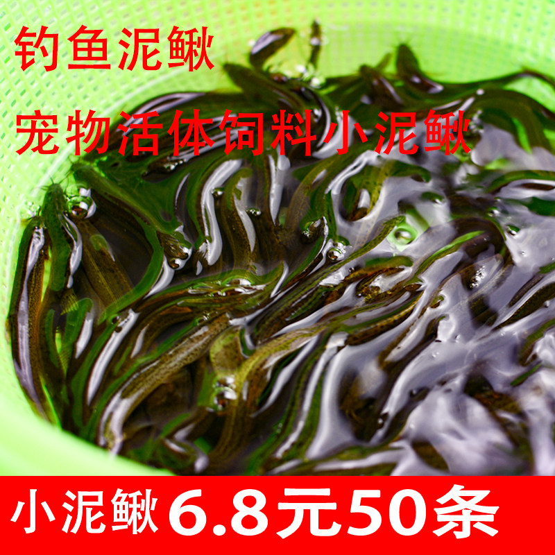 台湾泥鳅苗筏钓养殖泥鳅小泥鳅苗活体饵料宠物鱼龙鱼乌龟活体饲料,宠物/宠物食品及用品,鱼,淘宝优惠券,粉丝福利购,淘宝优惠卷