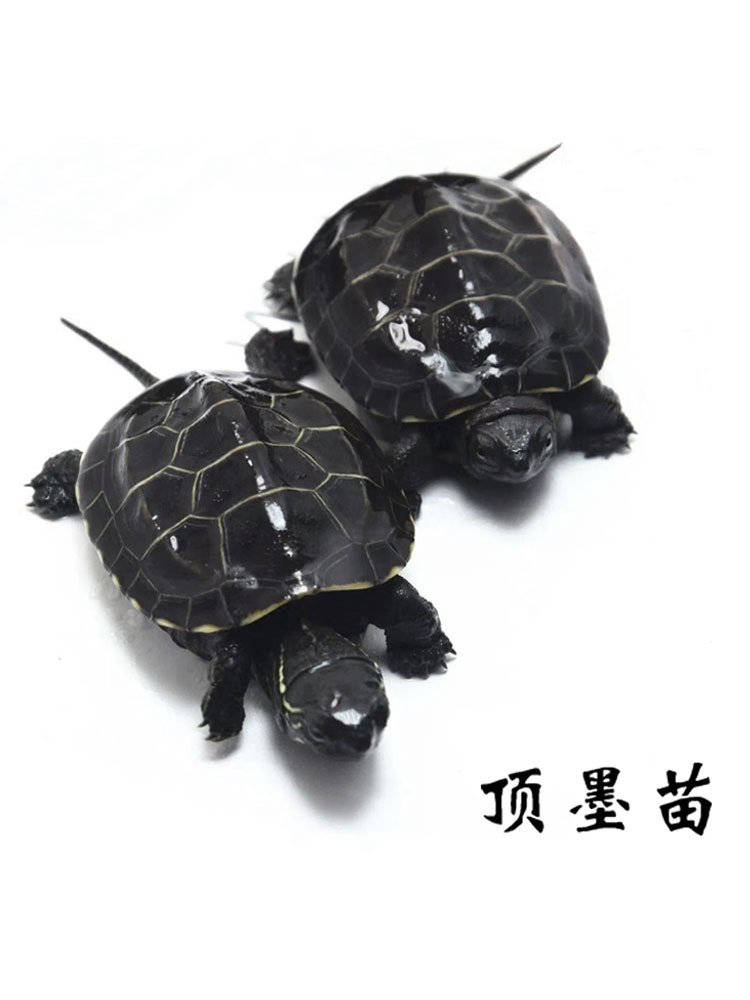 墨龟纯种全黑顶墨龟苗草龟活物外塘中华黑腹小乌龟体苏北金线宠物