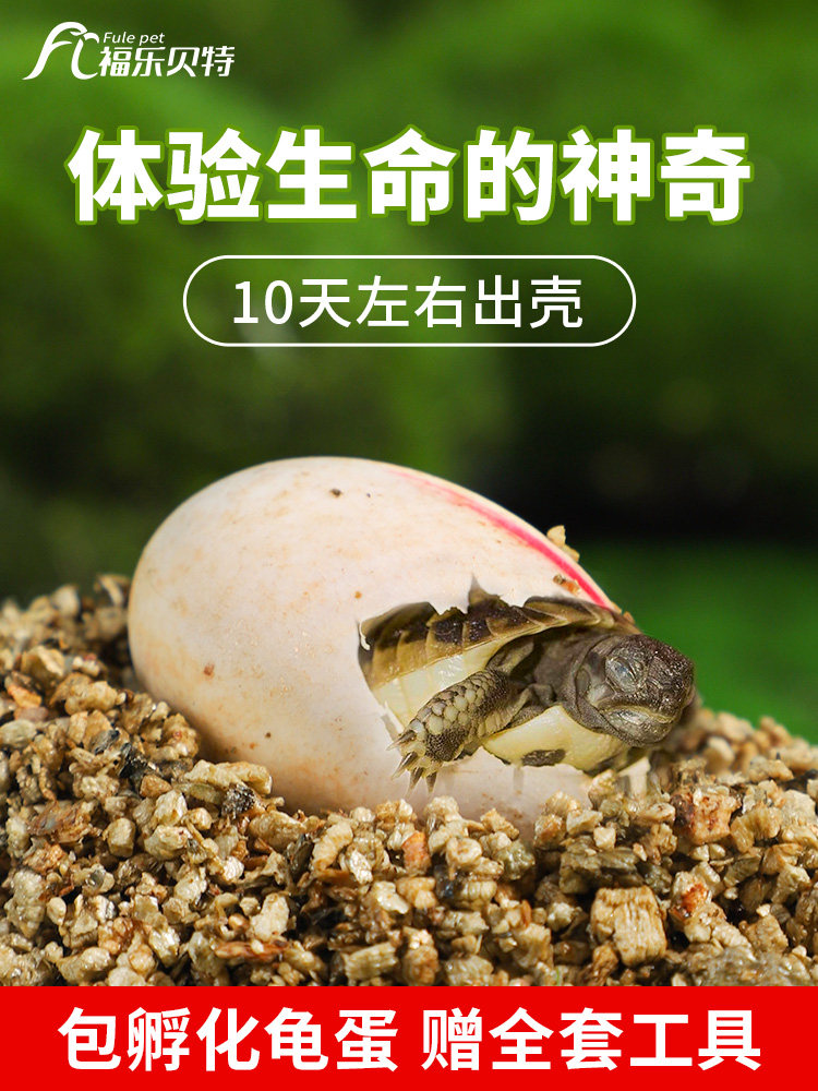 乌龟蛋可孵化受精巴西火焰花龟小宠物好养学生活体地图草龟苗活物图片