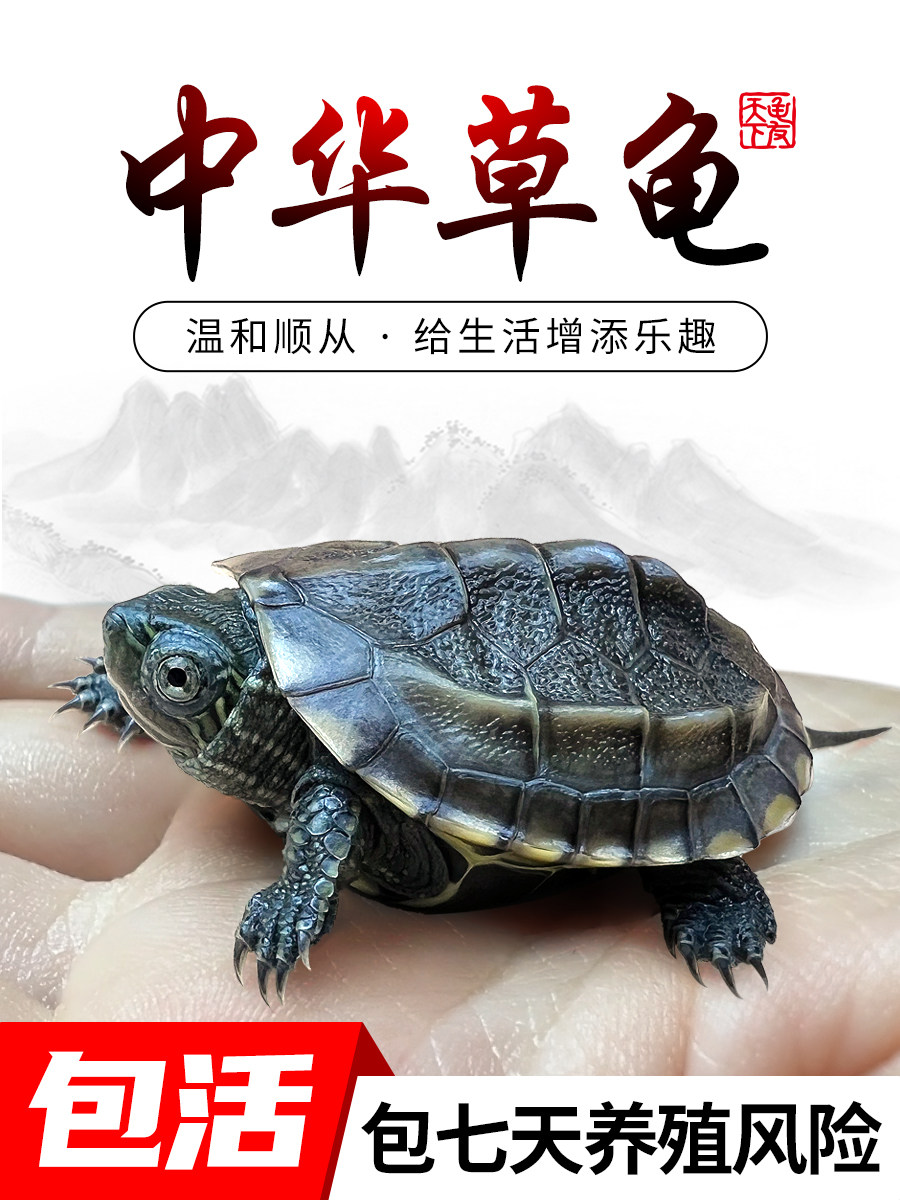 中华草龟小乌龟活体巴西幼苗外塘水龟长寿金线龟墨龟花珍珠宠物龟,宠物/宠物食品及用品,龟/鳖,淘宝优惠券,粉丝福利购,淘宝优惠卷