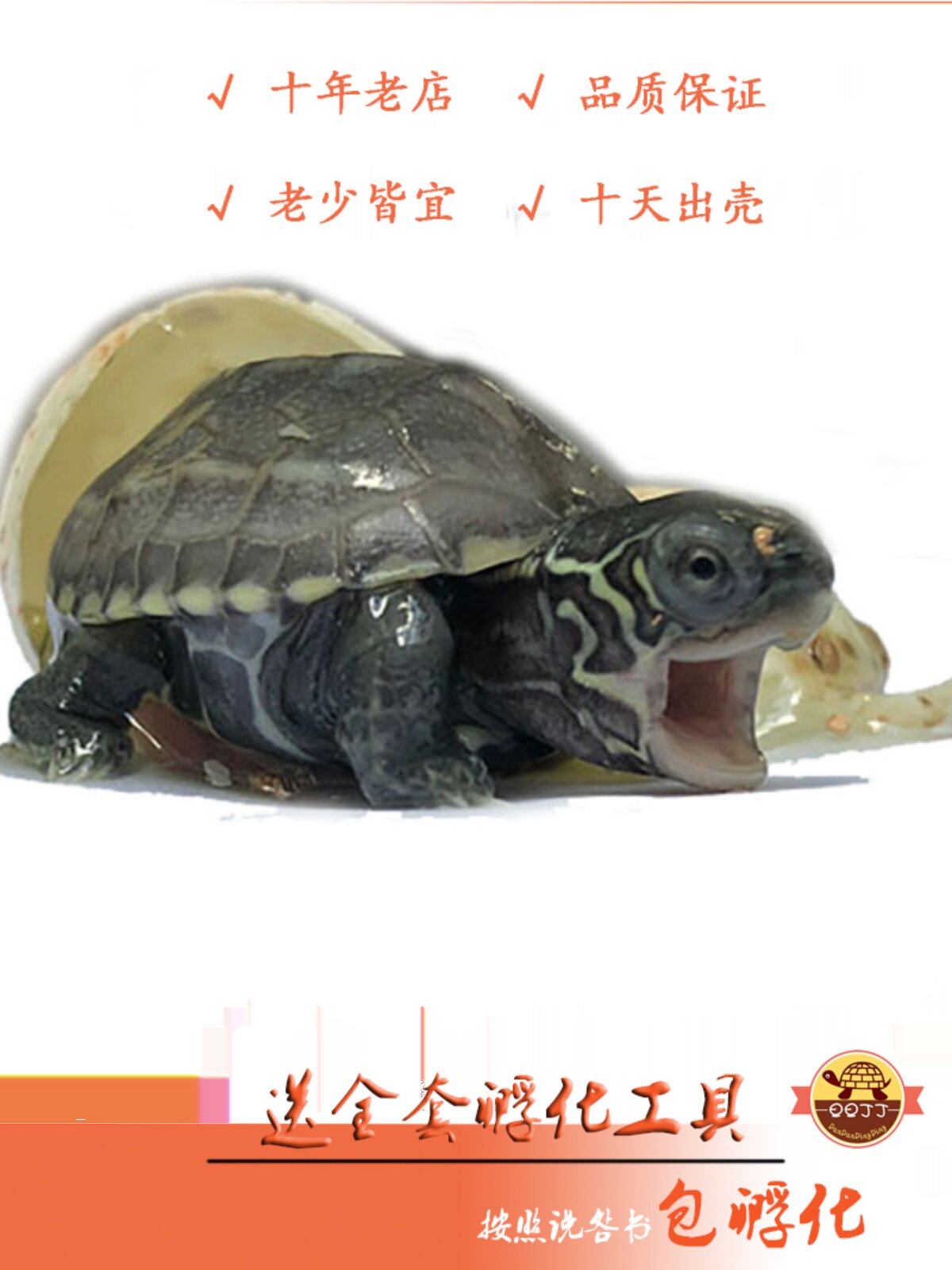 可孵化乌龟蛋套装受精蛋水族宠物巴西锦龟火焰体验孵化乐趣包出壳