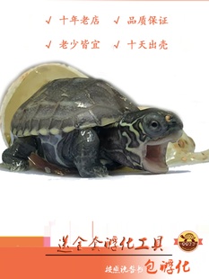 可孵化乌龟蛋套装受精蛋水族宠物巴西锦龟火焰体验孵化乐趣包出壳