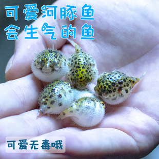 热带观赏鱼斑马狗头鱼河豚鱼除螺吃蜗虫吃杂螺巧克力娃娃潜水艇鱼