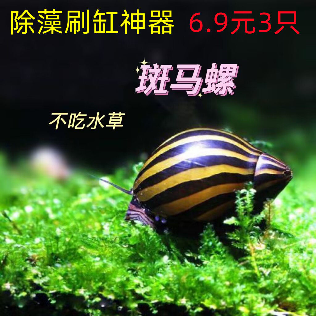 斑马螺草缸除藻工具螺好养淡水观赏螺吃鱼龟粪便清洁鱼缸活体宠物,宠物/宠物食品及用品,螺,淘宝优惠券,粉丝福利购,淘宝优惠卷
