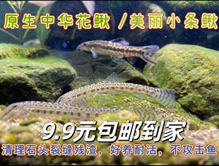 原生美丽小条鳅沙鳅花鳅壮体沙鳅观赏底层鱼清洗底沙垃圾残渣