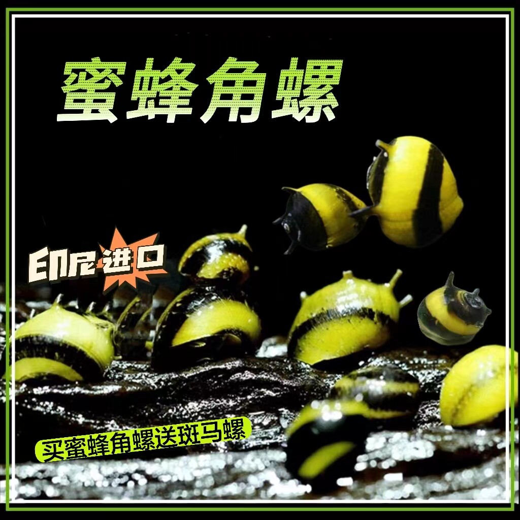 印尼进口蜜蜂角螺观赏螺活体除藻螺