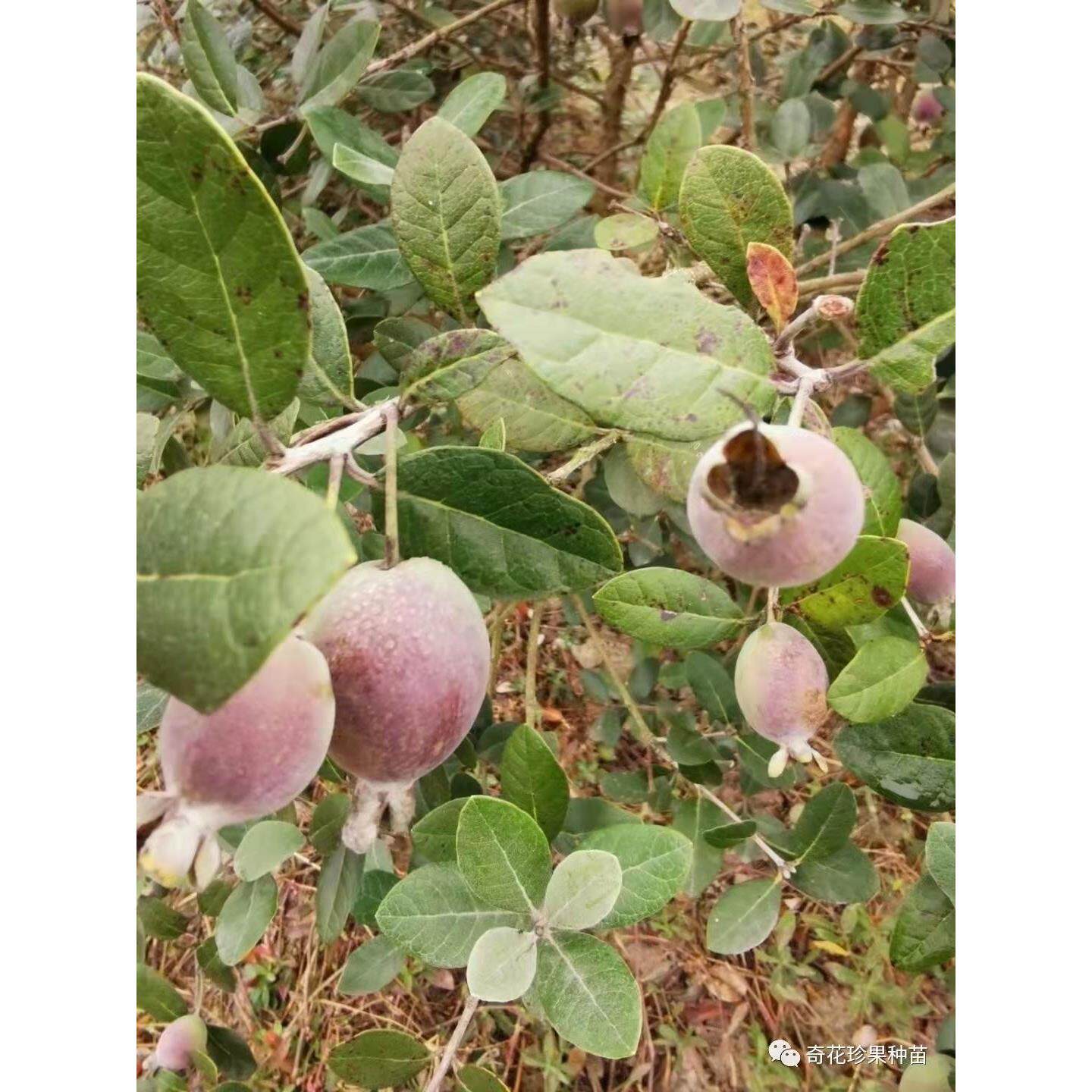 菲油果嫁接苗带果柄 带原土带钵(盆)斐济果  法国安德烈 红