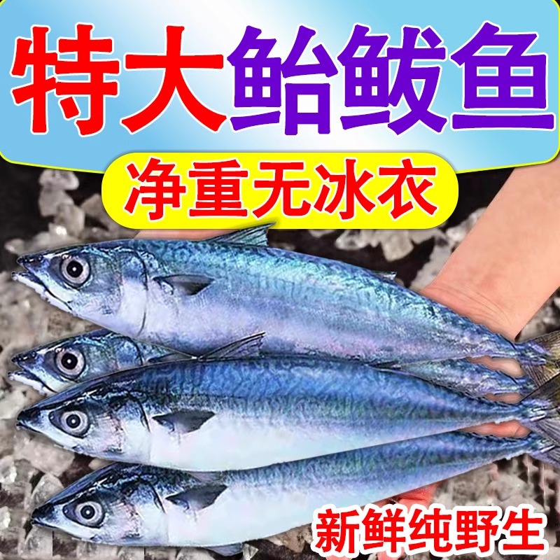 鲐鲅鱼新鲜冷冻青条鱼5斤台鱼青花鱼马鲛鱼青占鱼深海鱼野生水产