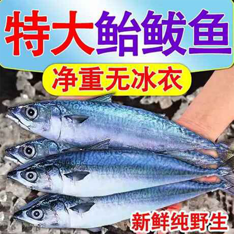 鲐鲅鱼新鲜冷冻青条鱼台鱼青花鱼马鲛鱼青占鱼深海鱼野生水产5斤