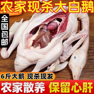 新鲜大鹅整只鹅肉新鲜大白鹅现杀冷冻新鲜散养大鹅铁锅炖大鹅 包邮