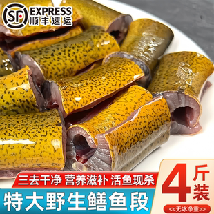 新鲜现杀鳝鱼段去头去尾去内脏冷冻鳝鱼筒黄鳝中段土鳝鱼段黄鳝肉