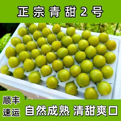 正宗山东潍坊寿光青甜清甜2号小番茄西红柿纯甜番茄现摘顺丰包邮