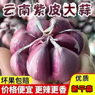 2026紫皮大蒜新鲜干大蒜红皮香蒜多瓣蒜大蒜农家种植 5斤9斤大果