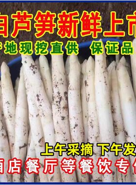 新鲜头茬白芦笋山东特产嫩笋现挖新鲜春笋应季蔬菜酒店特色蔬菜5