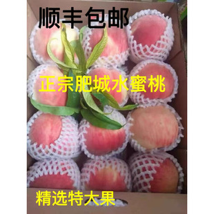 正宗肥城桃新鲜桃子水果当季整箱应季肥桃脆甜山东正宗泰安水蜜桃