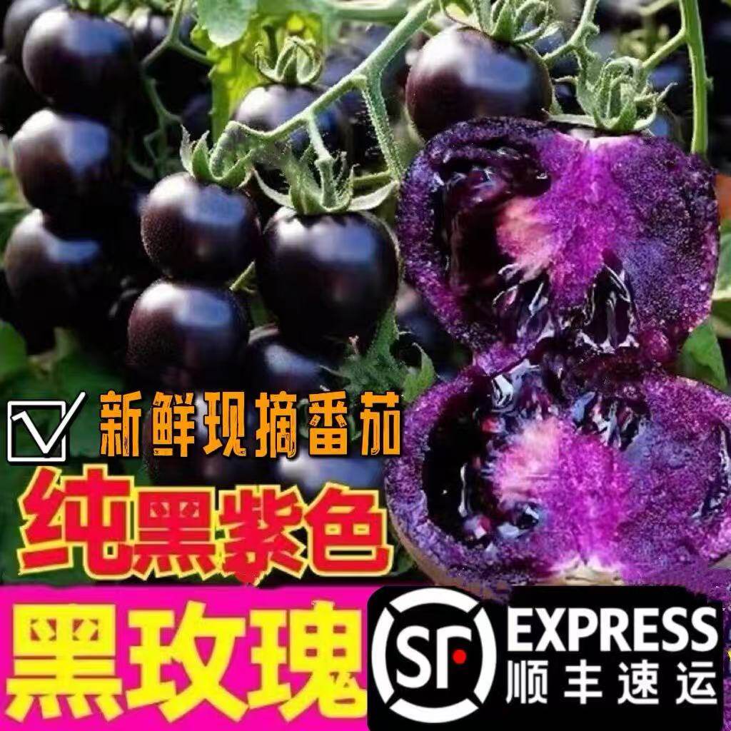 山东黑玫瑰小番茄墨明珠黑色圣女果寿光水果现摘花青素西红柿包邮
