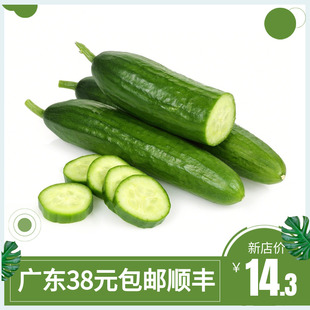 水果青瓜新鲜小黄瓜1000g水果黄瓜蔬菜沙拉西餐食材生吃脆小黄瓜