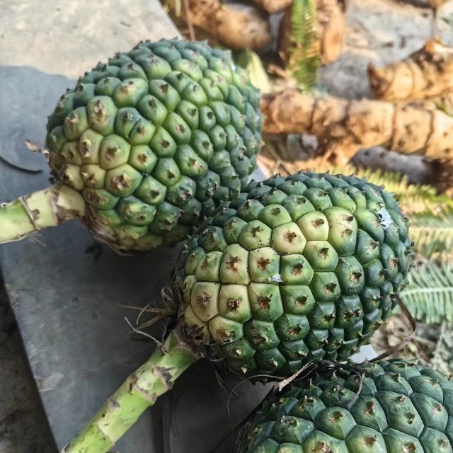 25年新果野生假菠萝勒古子