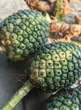 野生假菠萝25年新果 勒古子交古果露兜草果中草药山菠萝阳春特产