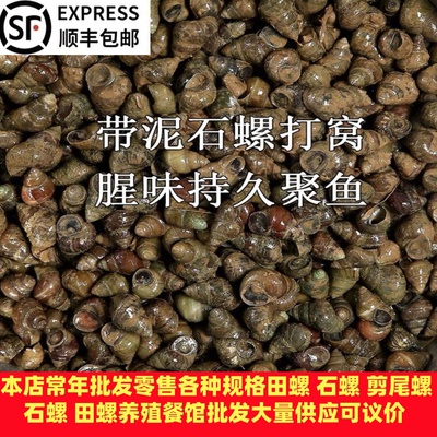 青鱼挂钩钓鱼石螺苗田螺苗