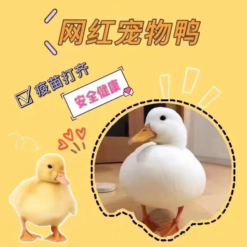 柯尔鸭活物小鸭子活宠物网红小黄鸭可达鸭活的小鸭子宠物幼崽活苗