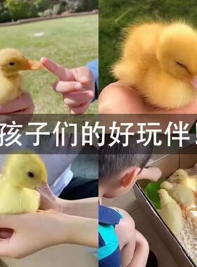 网红亲人柯尔鸭s级鸭苗活的小动物可达鸭宠物鸭子活体好养活