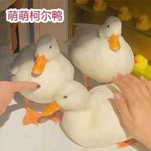 柯尔鸭活物幼崽小鸭子活宠物纯种小黄鸭下蛋繁殖柯达鸭活体苗包活