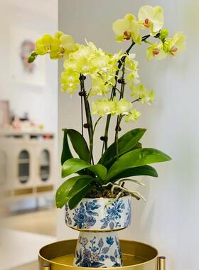 现货新中式青花瓷陶瓷花瓶花艺插花高档中式餐厅客厅手工装饰摆件