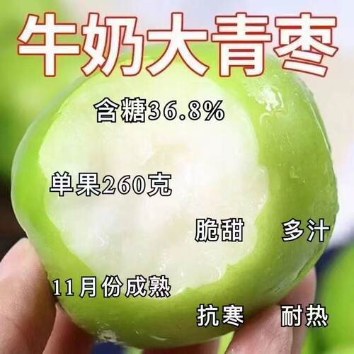 枣树嫁接苗台湾牛奶大青