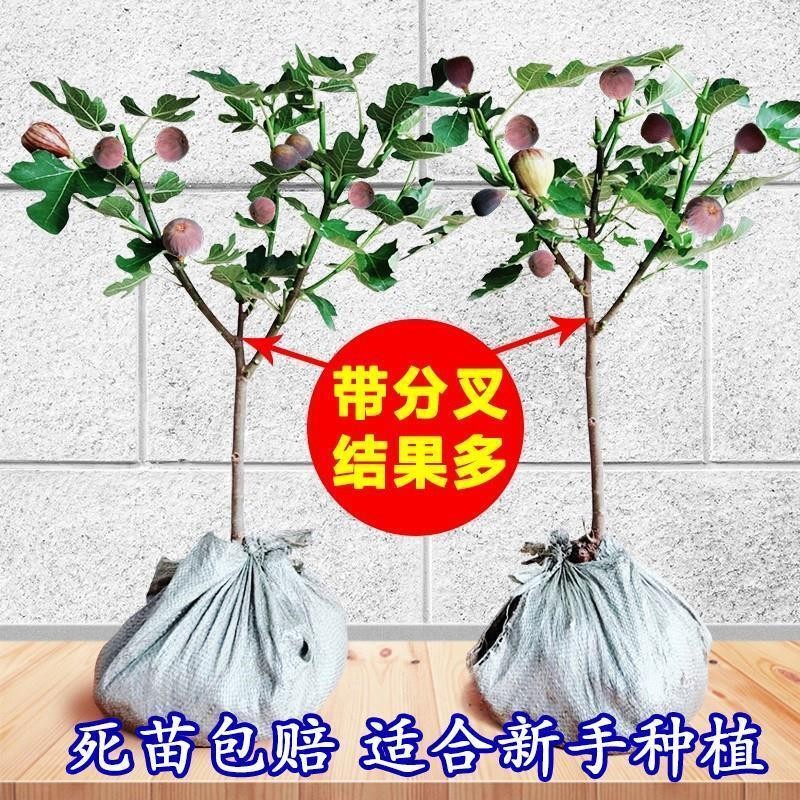无花果树果苗矮化盆栽果波姬红金傲芬斯特拉庭院无花果苗树苗