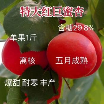 嫁接纯甜特巨蜜红杏树苗地