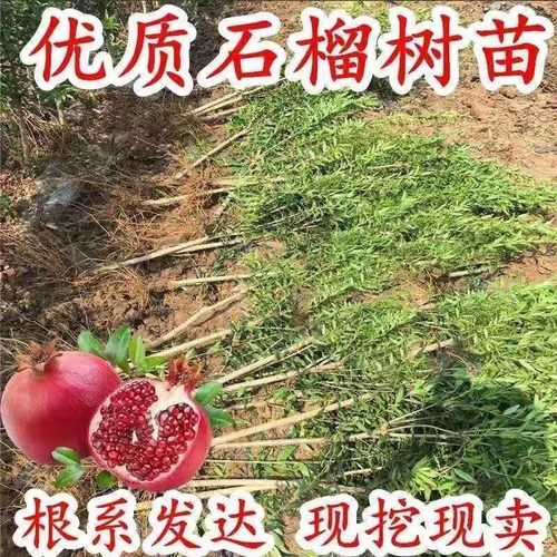 优质抗寒突尼斯无籽石榴树苗盆栽地栽南北方种植优质果树苗