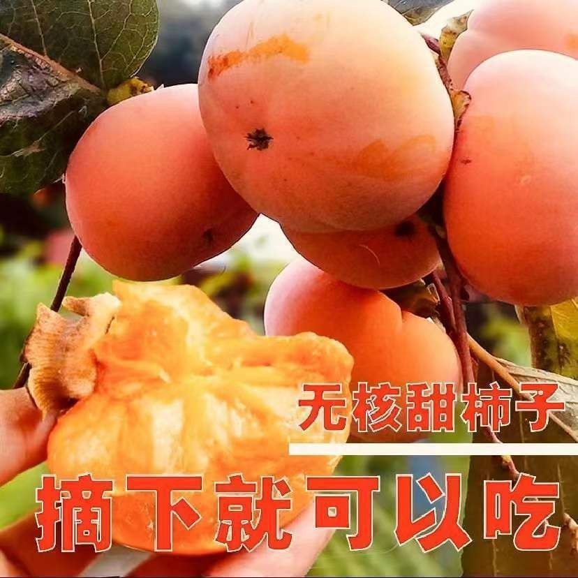 柿子树苗甜脆柿子巧克力耐寒盆栽地栽南北方种植水果柿子优质果树