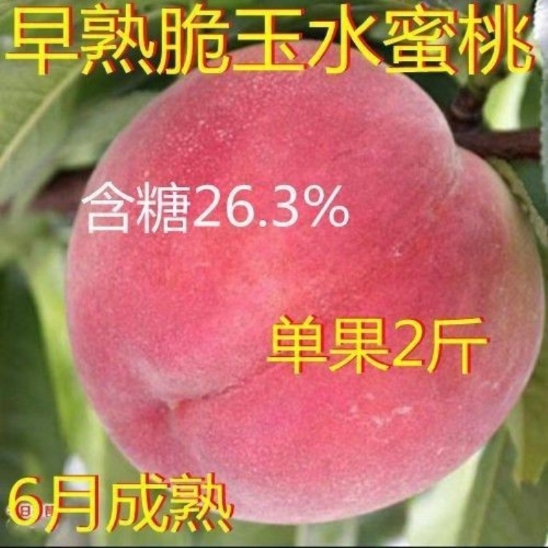 早熟脆玉水蜜桃树苗嫁接黄桃树苗南北方种植地栽当年结果树苗
