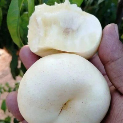 奶油白蟠桃树苗新品种嫁接