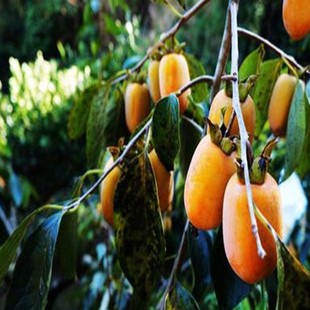 笔柿树苗观光采摘 笔柿子树苗 晚熟 高产 南北方种植柿树新品种