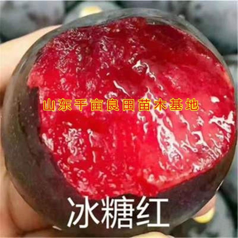 黄金奈李子苗南北方种植嫁接早晚熟青脆李四川脱骨李黄金奈李子树