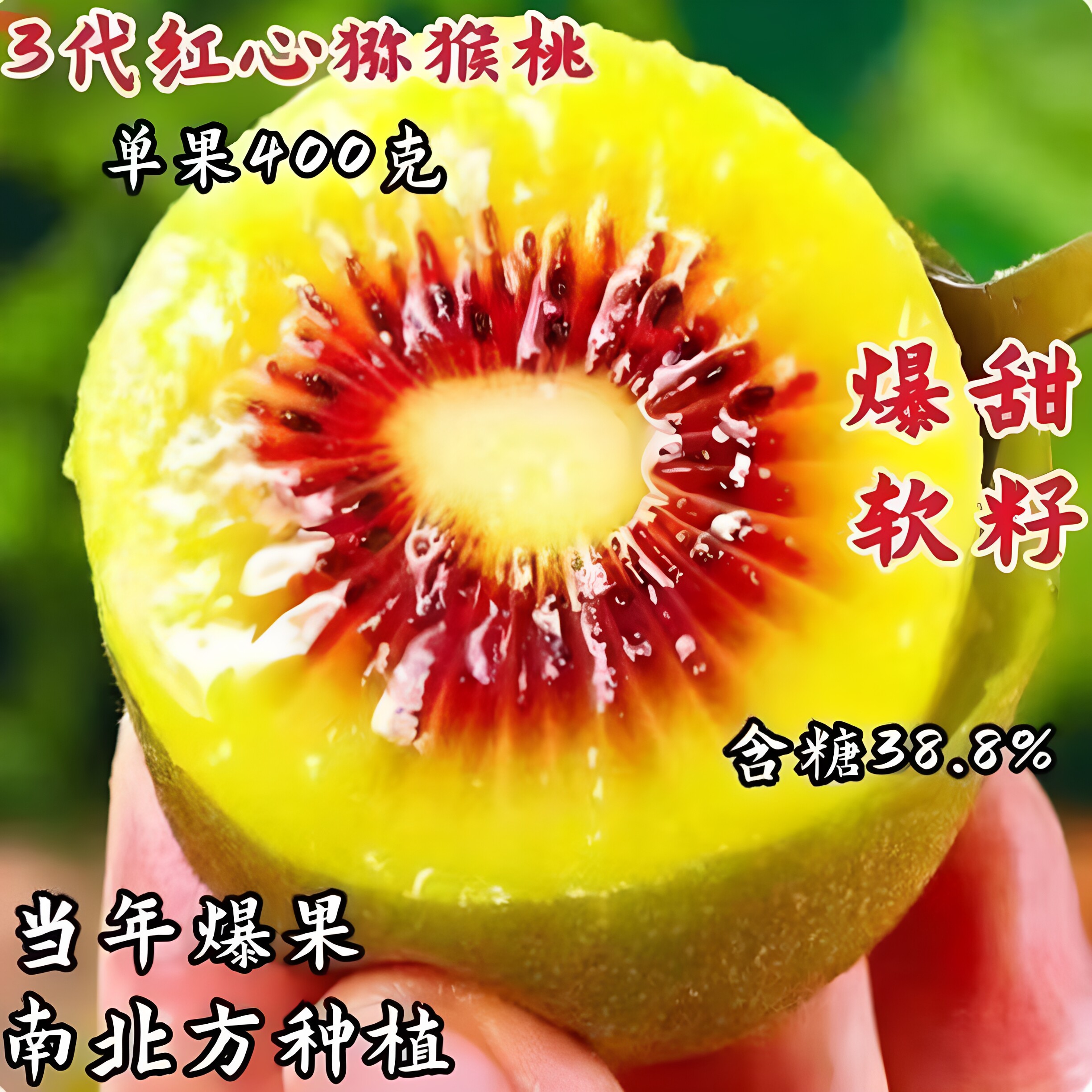 猕猴桃树果苗红心爬藤南北图片