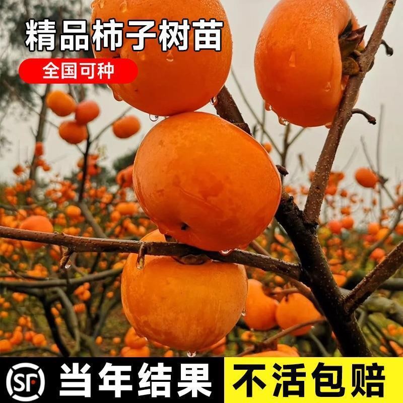 柿子苗树嫁接水果树苗大脆甜火晶柿南方北方庭院种植盆栽当年结果