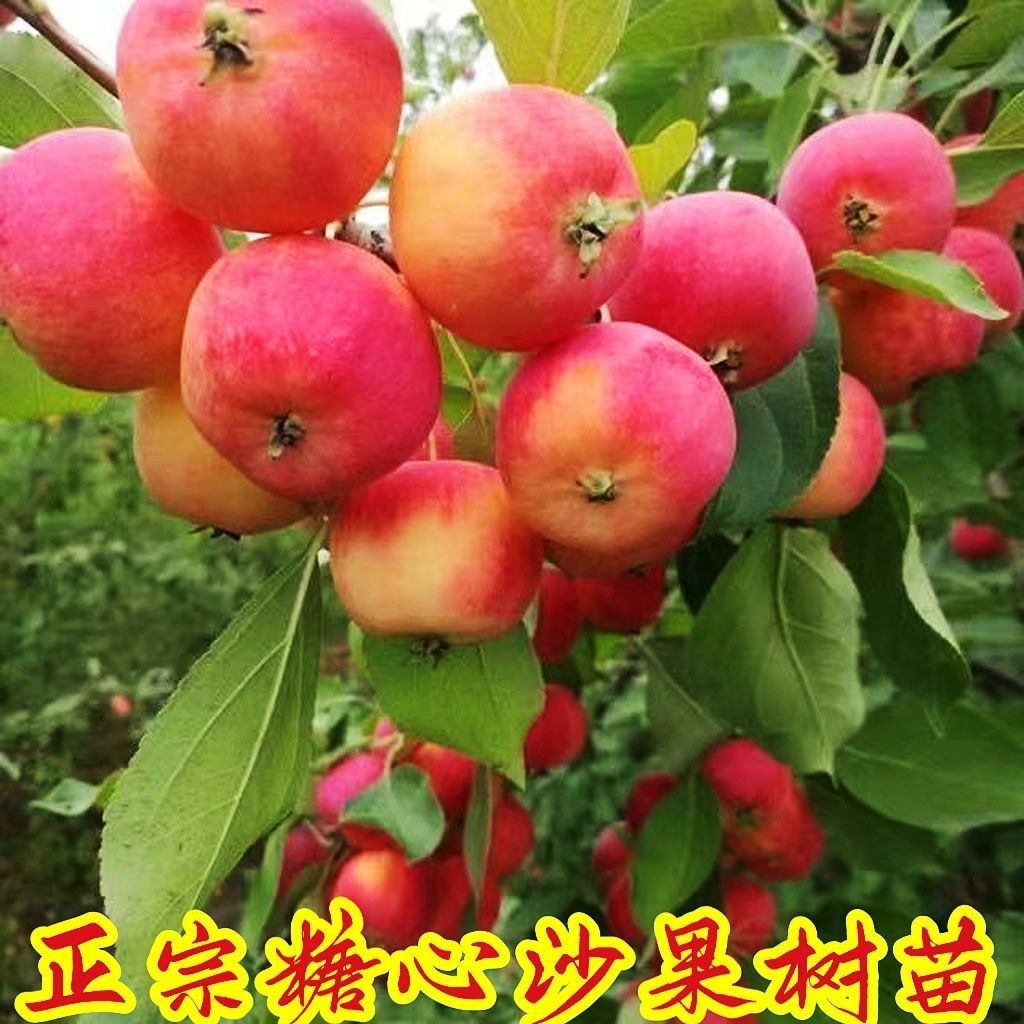 海棠果树海棠树南北方庭院地栽种植蜜饯结果当年盆景盆栽沙果树苗