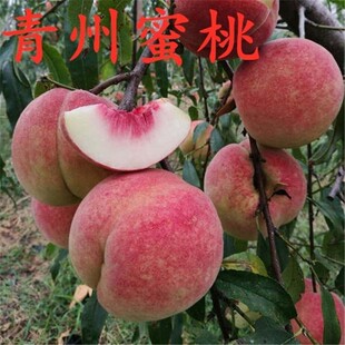 晚熟桃树苗 青州蜜桃树苗 冬雪蜜桃苗 嫁接桃苗南北方种植果树苗